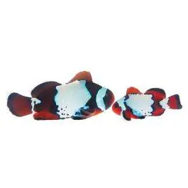 ORA LuxLightning Maroon Clownfish (Pair)