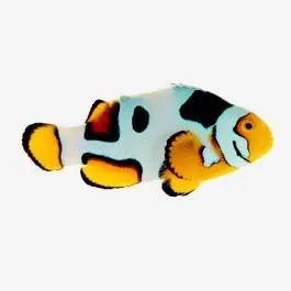 ORA Helmet Picasso Clownfish