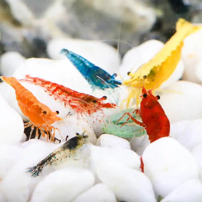 hygger Mixed Neocaridina Shrimp Assortment