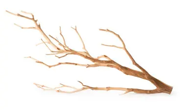 Galapagos Staghorn Branch 13"-18"
