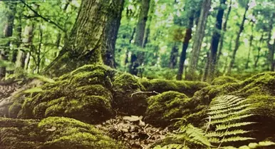 Galapagos Terrarium Clings Forest 15"x 36" - Fish Tanks
