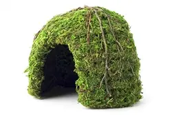 Galapagos Mossy Dome Green 6" Diameter - Reptile