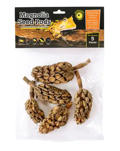 Galapagos Natural Magnolia Seed Pods - Fish Tanks