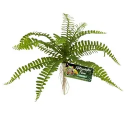 ZooMed Naturalistic Flora Sword Fern - Fish Tanks