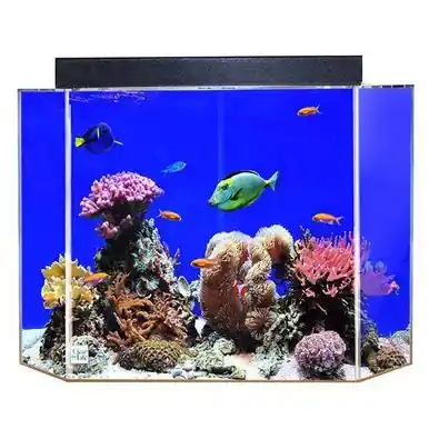 Clear-for-Life 50-Gallon 24"Lx24"Wx24"H Pentagon Acrylic Uniquarium