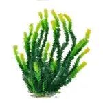 Aquatop Bushy Leaf Grass w/ Yellow Tip Plant 20" - Aquarium Supplies