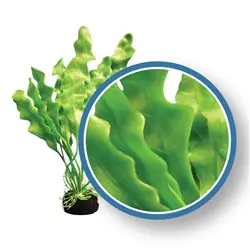 Weco Plant Amazon Ruffled Sword 30" PRO - Aquarium Supplies
