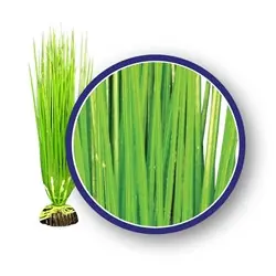 Weco Plant Asian Hairgrass 18" - Aquarium Supplies