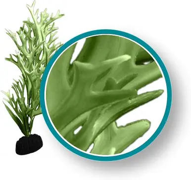 Weco Plant Green Giant Kelp 18" - Aquarium Supplies