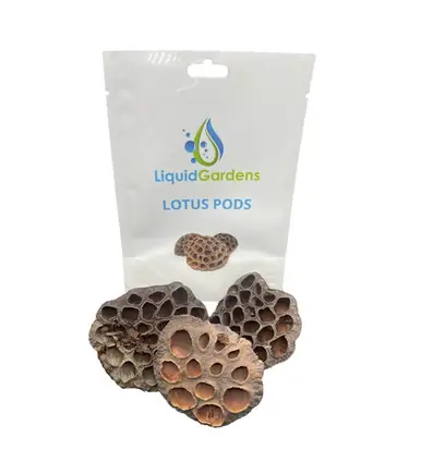 Liquid Gardens Lotus Pod 3 pk - Aquarium Supplies