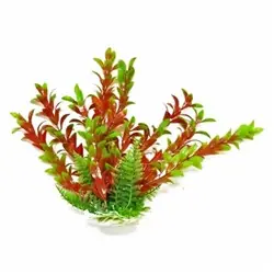 Aquatop Hygrophila Green/Red Plant 9" - Aquarium Supplies