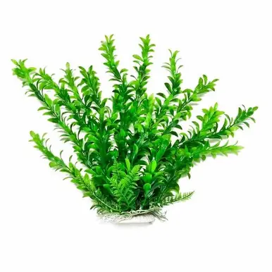 Aquatop Hygrophila Plant 9" - Aquarium Supplies