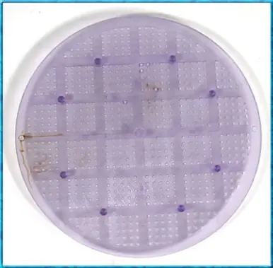 Inland Seas Nu-Clear Canister Filter Replacement Full Flow Grid