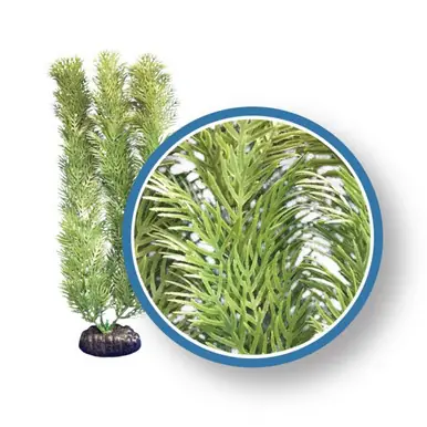 Weco Plant Green Cabomba 12" - Aquarium Supplies