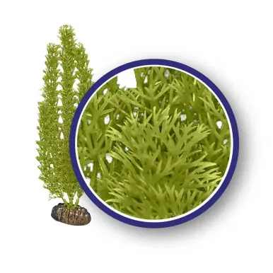 Weco Plant Green Foxtail 12" - Aquarium Supplies