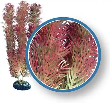 Weco Plant Red Cabomba 9" - Aquarium Supplies