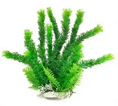 Aquatop Plant Cabomba 6" - Aquarium Supplies