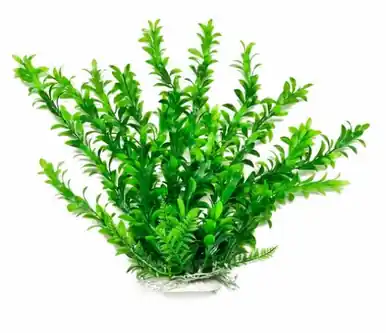 Aquatop Plant Hygrophila 6" - Aquarium Supplies
