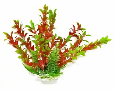 Aquatop Plant Hygrophila Green/Red 6" - Aquarium Supplies