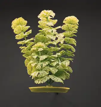 Marina 8" Ambulia - Aquarium Supplies