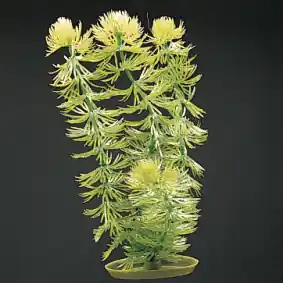 Marina 8" Hornwort - Aquarium Supplies