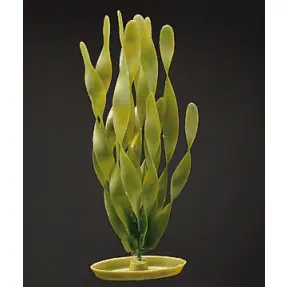 Marina 8" Jungle Vallisneria - Aquarium Supplies