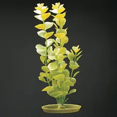 Marina 8" Moneywort - Aquarium Supplies
