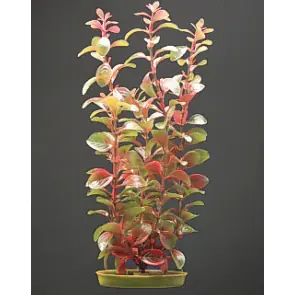 Marina 8" Red Ludwigia - Aquarium Supplies