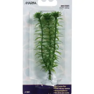 Marina 4" Anacharis - Aquarium Supplies