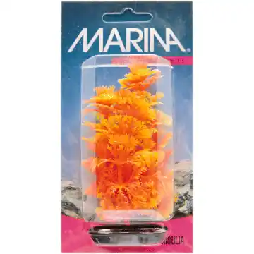Marina 5" Orange Ambulia - Aquarium Supplies