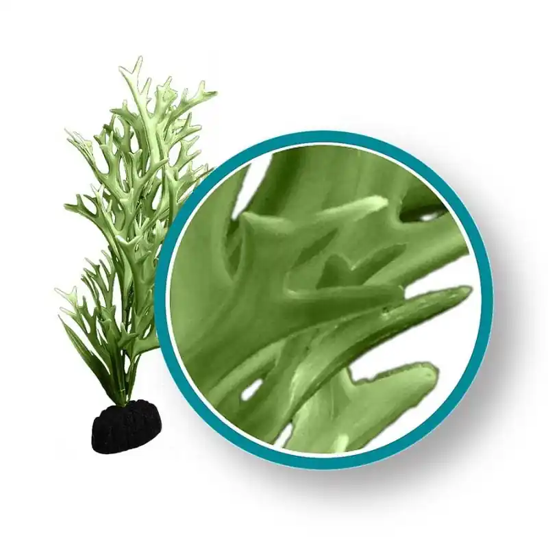 WECO Green Giant Kelp 6" - Aquarium Supplies