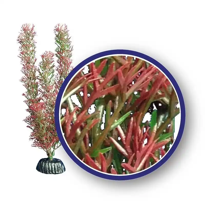 WECO Red Foxtail 12" - Aquarium Supplies