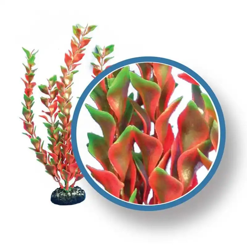 WECO Ludwigia 12" - Aquarium Supplies