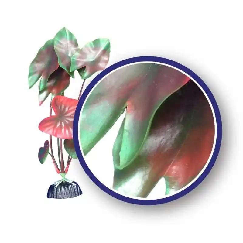 WECO Red Tiger Lotus 6" - Aquarium Supplies