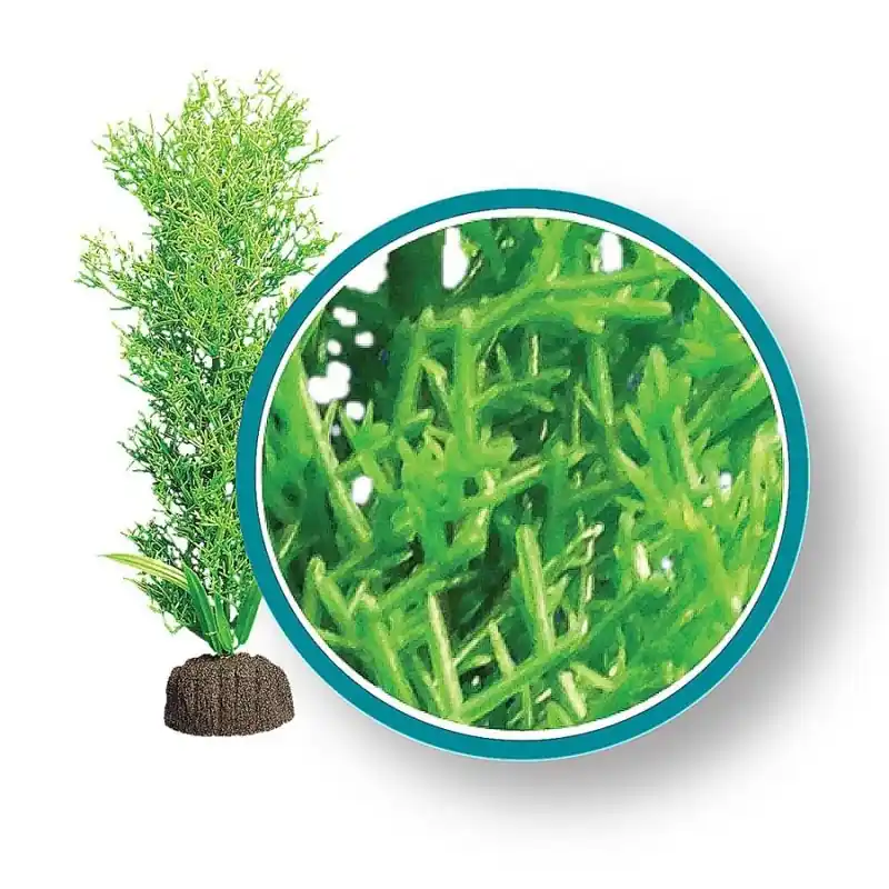 WECO Bushy Kelp 6" - Aquarium Supplies