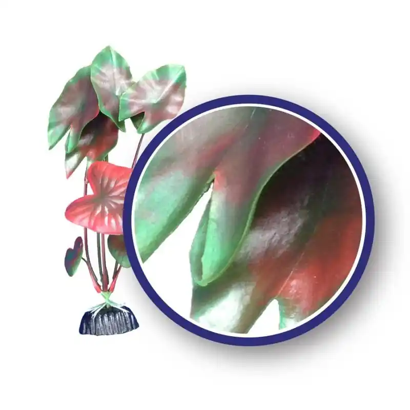 WECO Red Tiger Lotus 18" - Aquarium Supplies