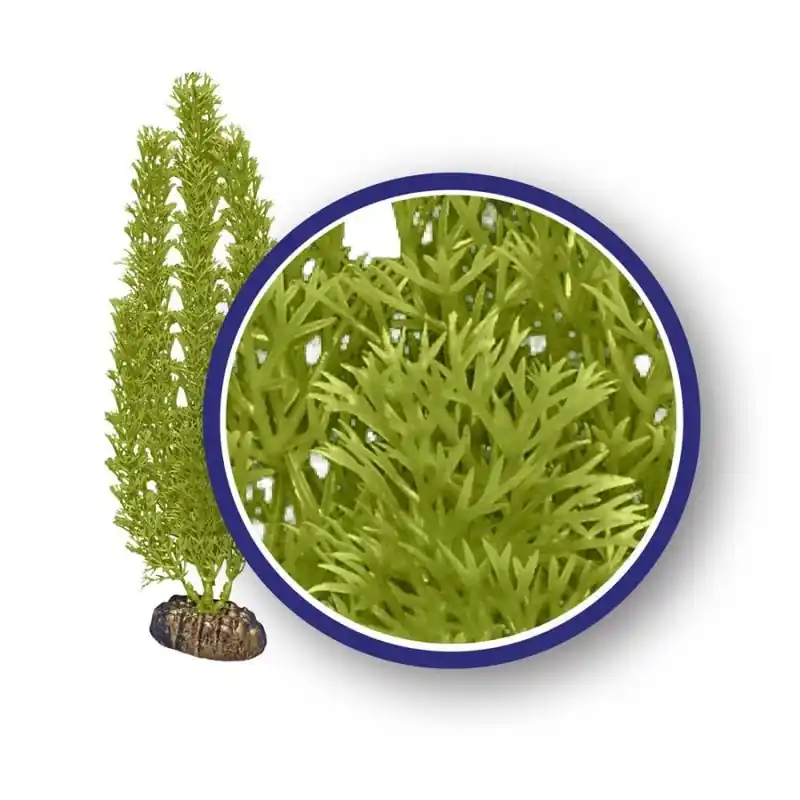 WECO Green Foxtail 18" - Aquarium Supplies