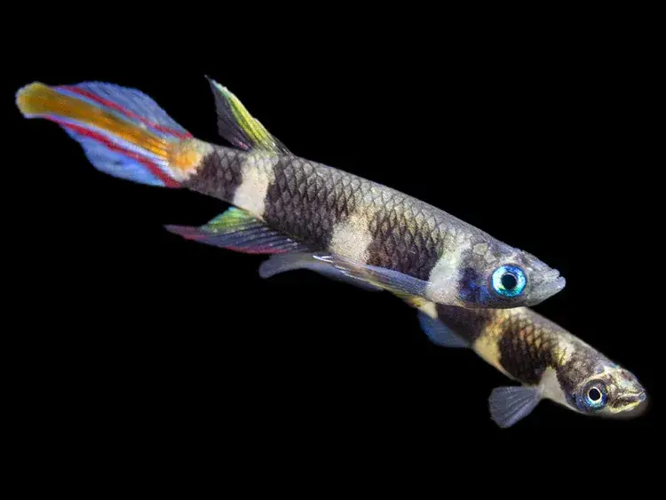Clown Killifish AKA Rocket Killifish (Epiplatys annulatus) - Freshwater Livestock