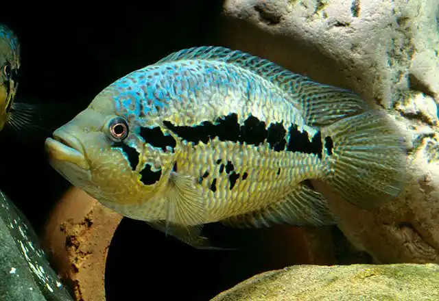 Loiselle Cichlid (Parachromis loisellei) 2"+ - Cichlids/Predatory Fish