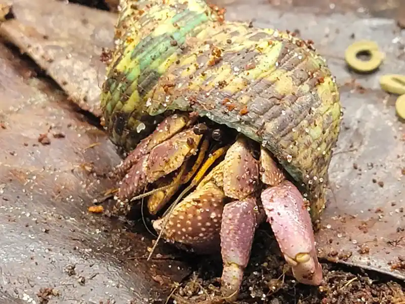 Purple Land Hermit Crab (Coenobita brevimanus) Exotic Terrestrial 4" - Freshwater Livestock