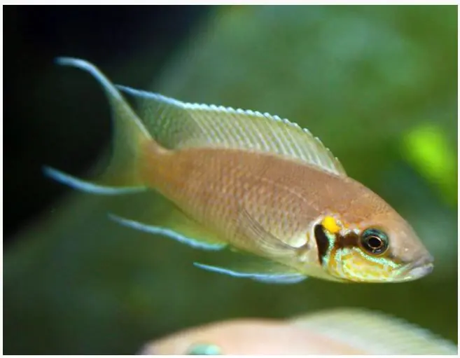 Neolamprologus brichardi - Cichlids/Predatory Fish