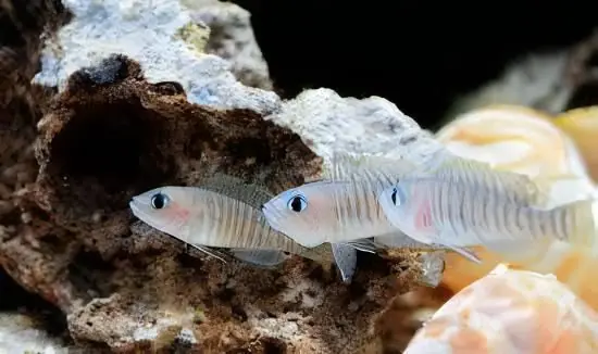 Neolamprologus multifasciatus - Cichlids/Predatory Fish