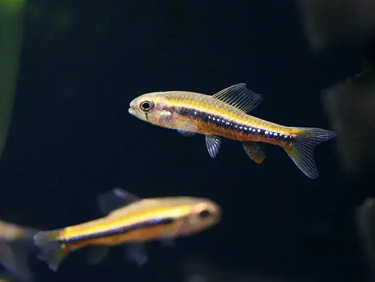 Black Morpho Tetra (Poecilocharax weitzmani) Tank Raised - Freshwater Livestock