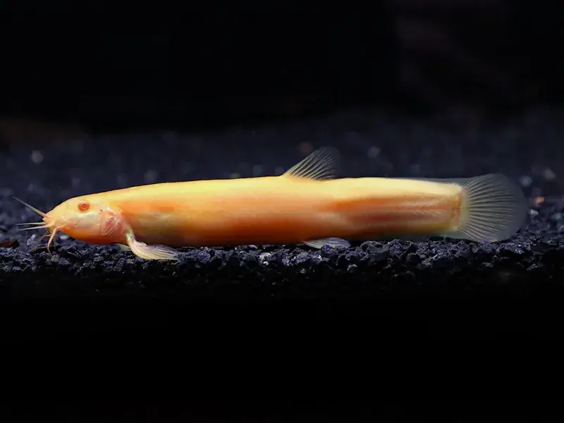 Gold Dojo Loach (Misgurnus anguillicaudatus) 3" - Loaches