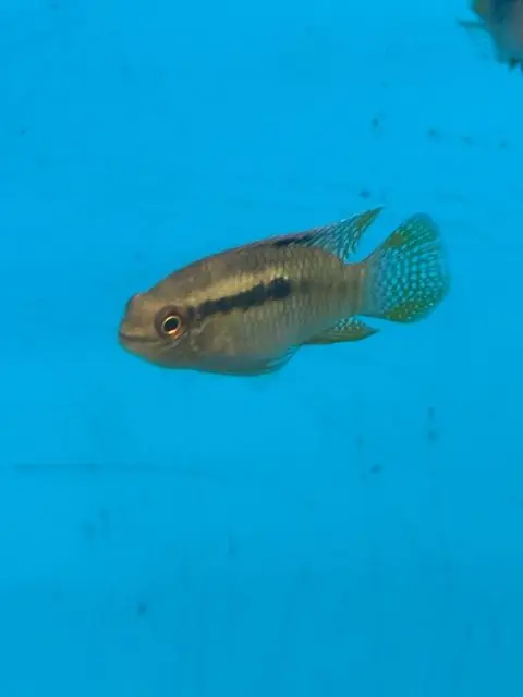 Golden Aquidens Cichlid 2" - Cichlids/Predatory Fish