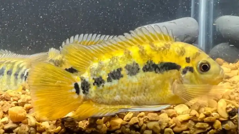 Rainbow Cichlid (Herotilapia multispinosa) 2" - Cichlids/Predatory Fish