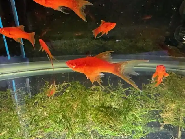 Red Eye Red Lyretail Swordtail (Xiphophorus helleri) 2.5"+ - Freshwater Livestock