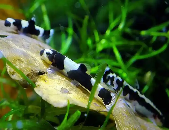 Panda Loach (Yaoshania pachychilus) - Loaches