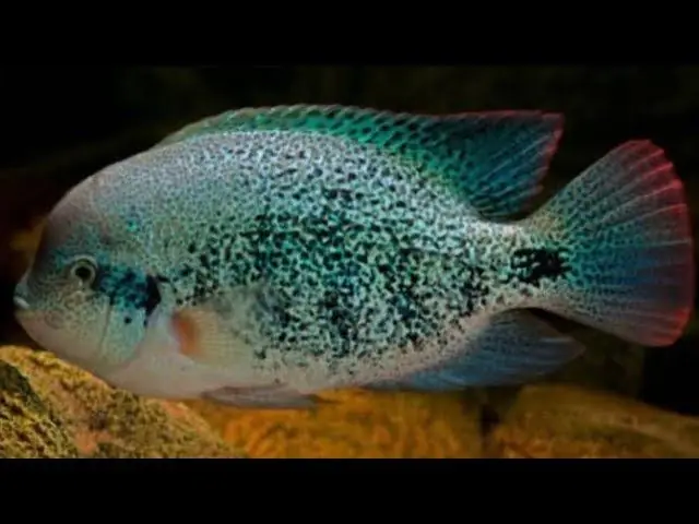 Vieja Fenestratus (Fenestratus Cichlid) 2"+ - Cichlids/Predatory Fish