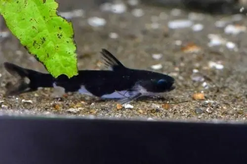 Ninja Woodcat (Tatia musaica) 2.5" - Catfish